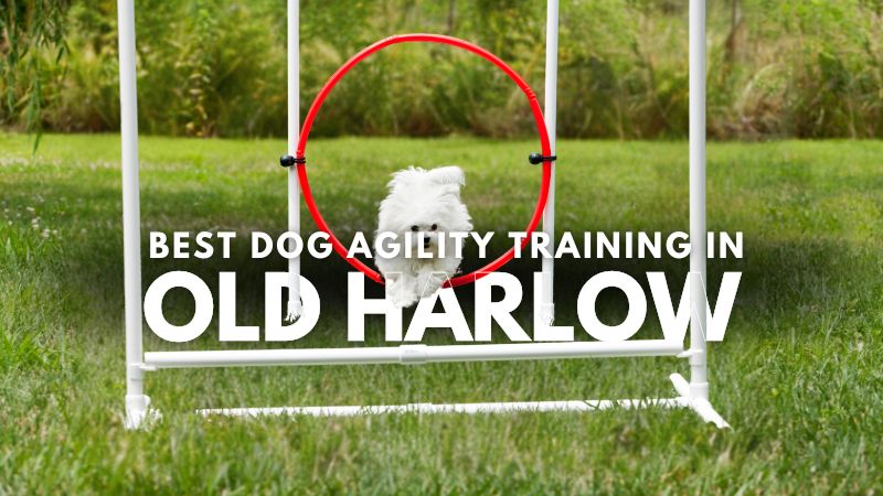 Best Dog Agility Training in Old Harlow