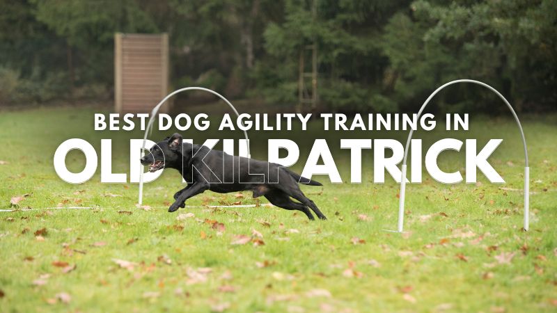 Best Dog Agility Training in Old Kilpatrick