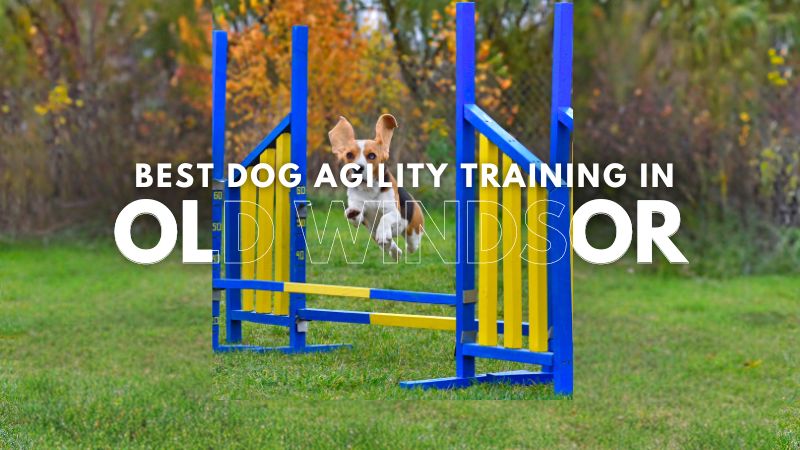 Best Dog Agility Training in Old Windsor