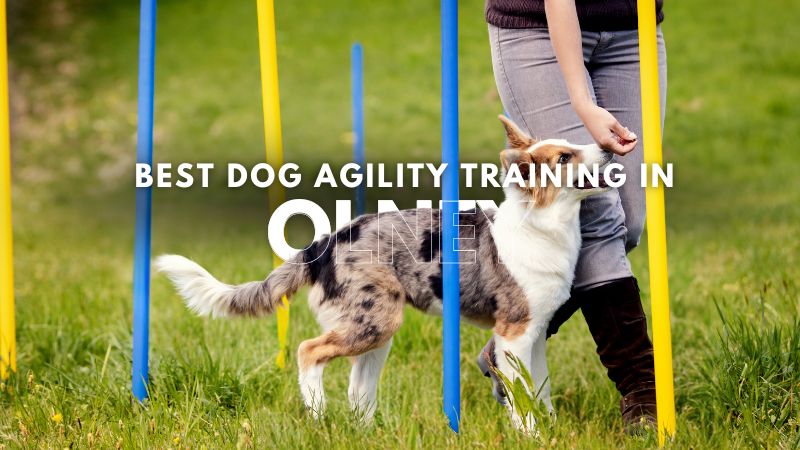 Best Dog Agility Training in Olney