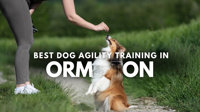 Best Dog Agility Training in Ormiston