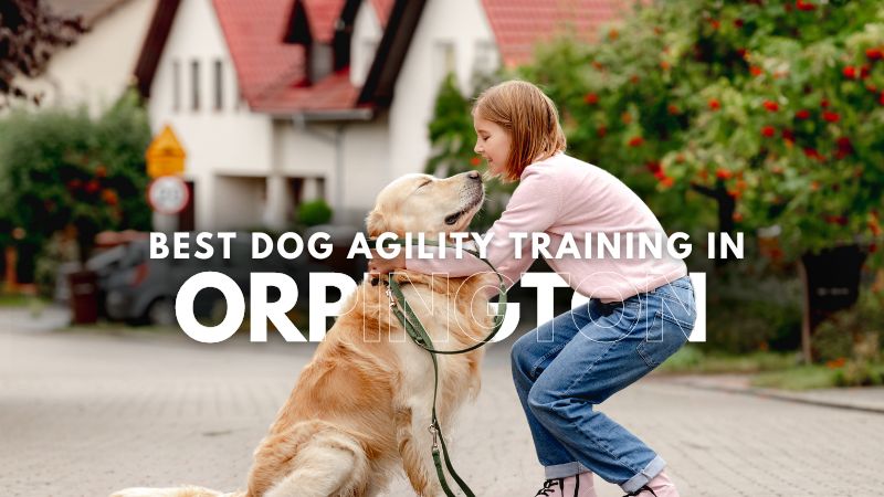 Best Dog Agility Training in Orpington