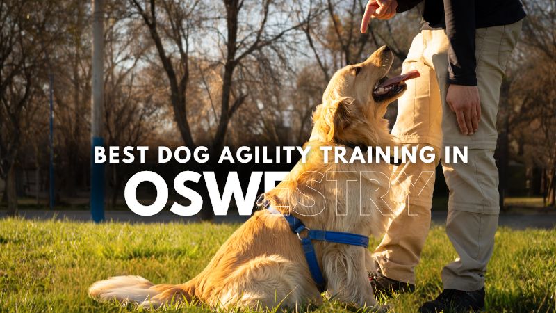 Best Dog Agility Training in Oswestry