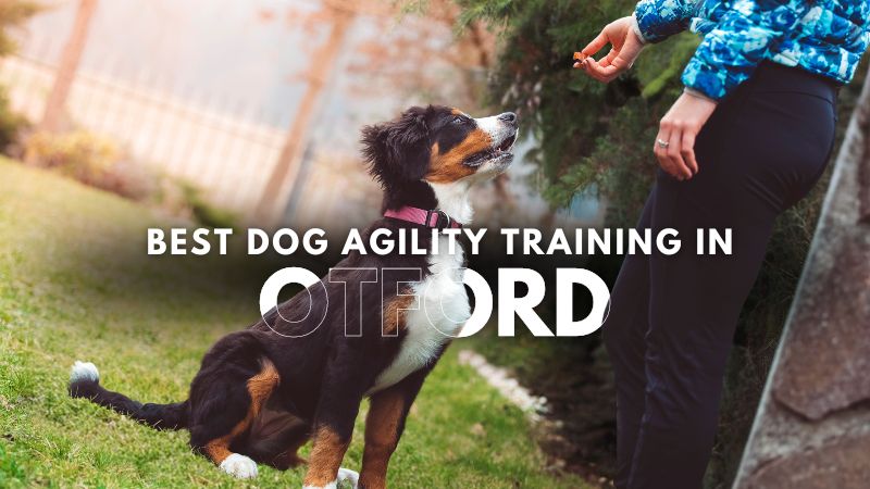 Best Dog Agility Training in Otford