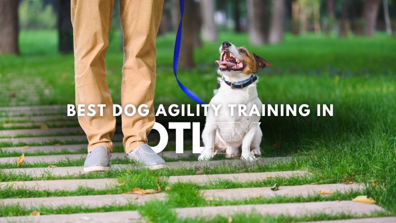 Best Dog Agility Training in Otley
