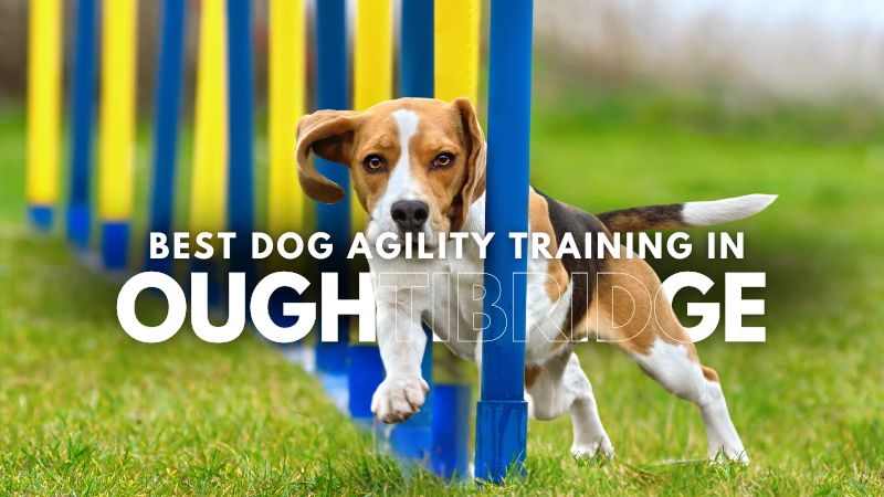 Best Dog Agility Training in Oughtibridge