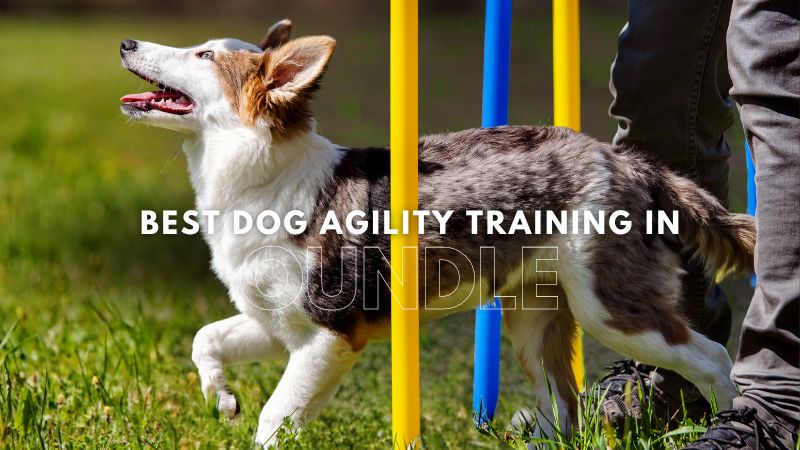 Best Dog Agility Training in Oundle