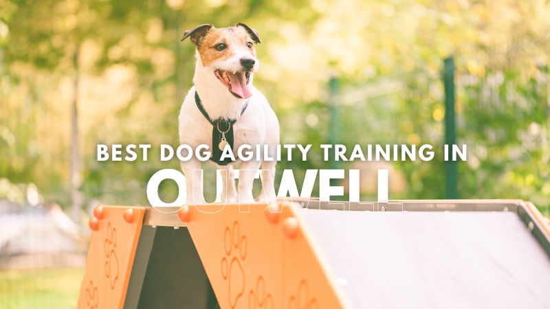 Best Dog Agility Training in Outwell