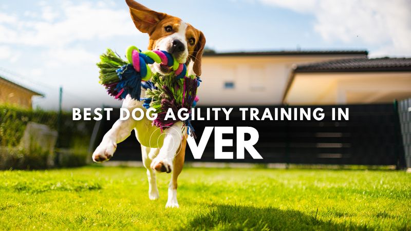 Best Dog Agility Training in Over