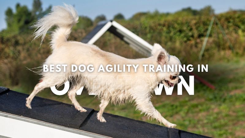 Best Dog Agility Training in Overtown