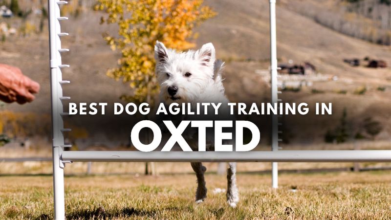 Best Dog Agility Training in Oxted