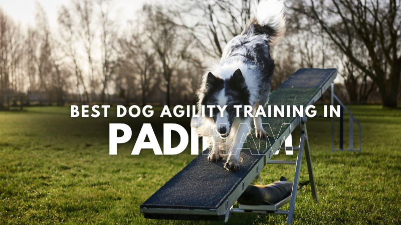 Best Dog Agility Training in Padiham