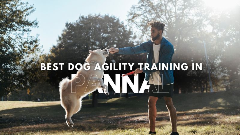 Best Dog Agility Training in Pannal