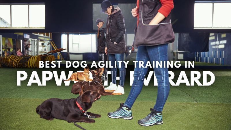 Best Dog Agility Training in Papworth Everard