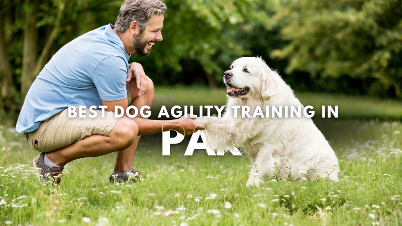 Best Dog Agility Training in Par