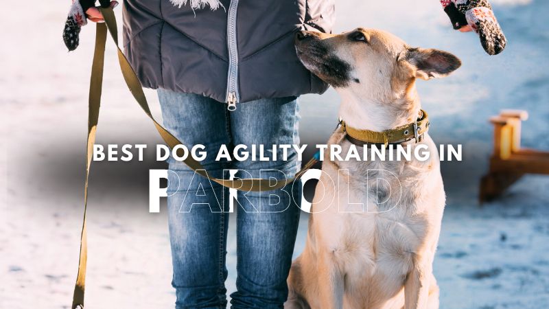 Best Dog Agility Training in Parbold