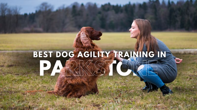 Best Dog Agility Training in Parkstone
