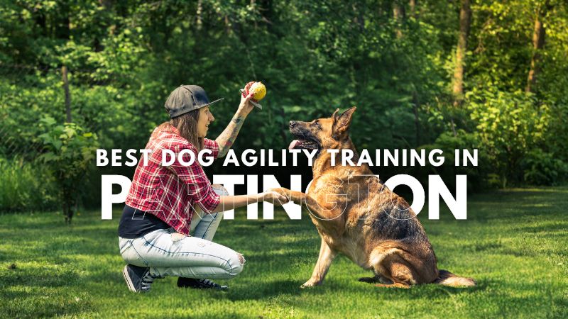 Best Dog Agility Training in Partington