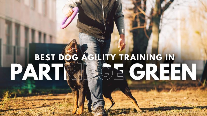 Best Dog Agility Training in Partridge Green