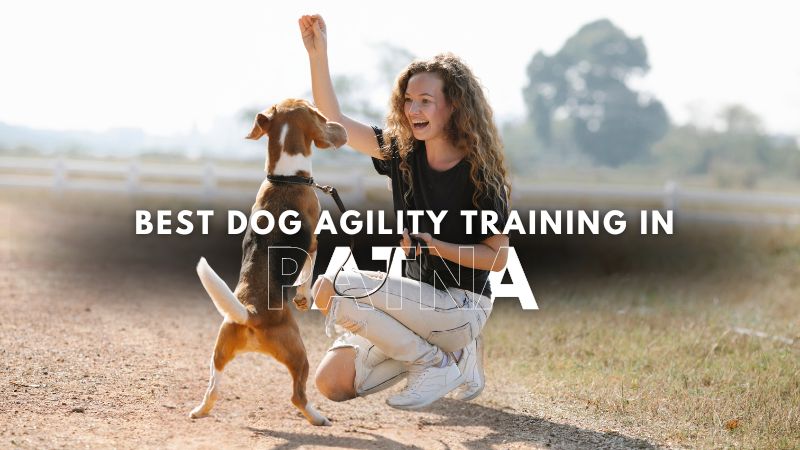 Best Dog Agility Training in Patna