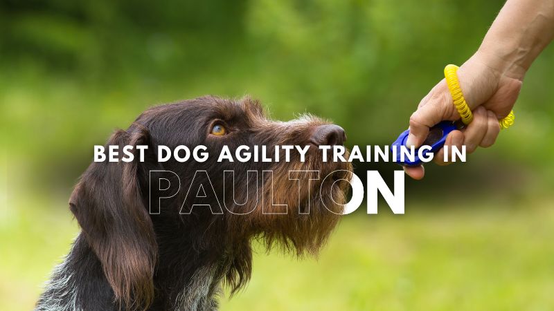 Best Dog Agility Training in Paulton