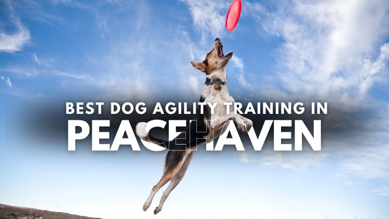 Best Dog Agility Training in Peacehaven