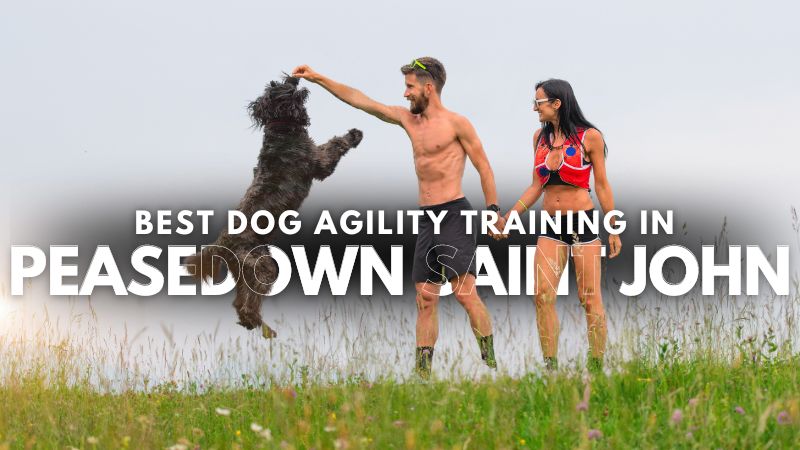 Best Dog Agility Training in Peasedown Saint John