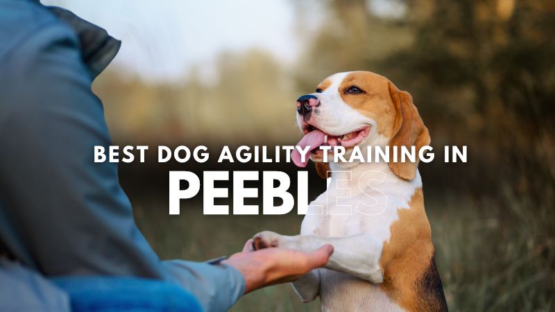 Best Dog Agility Training in Peebles