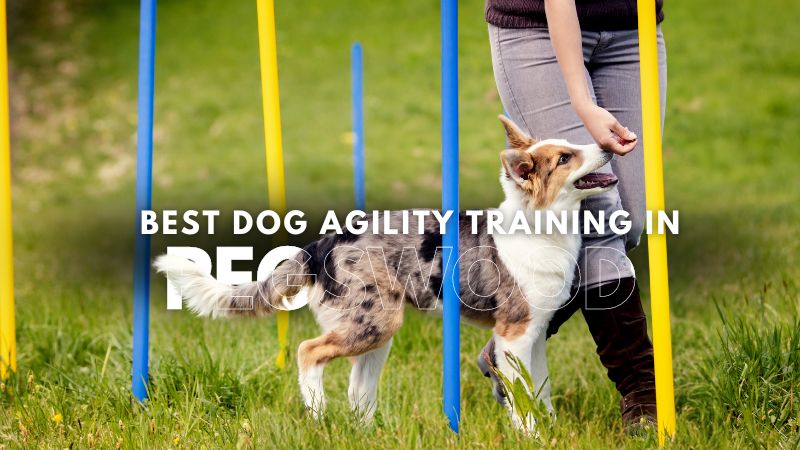 Best Dog Agility Training in Pegswood