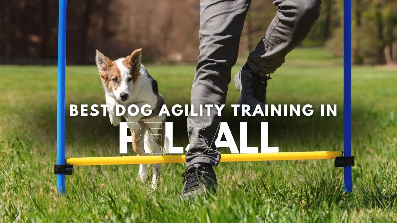 Best Dog Agility Training in Pelsall