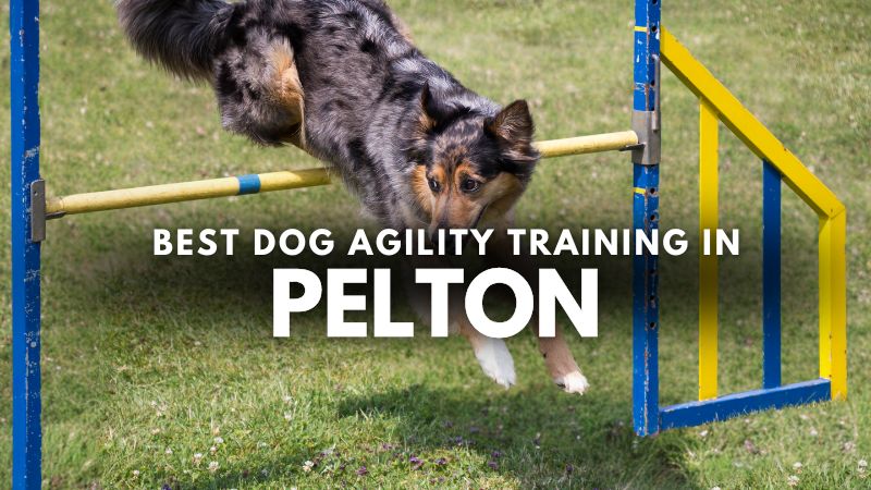 Best Dog Agility Training in Pelton
