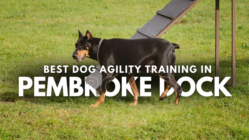 Best Dog Agility Training in Pembroke Dock