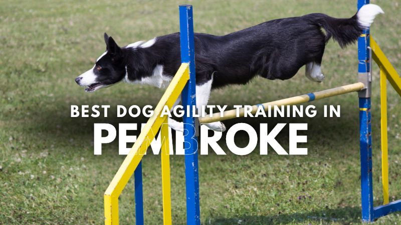 Best Dog Agility Training in Pembroke