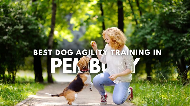 Best Dog Agility Training in Pembury