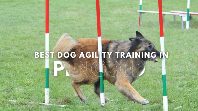 Best Dog Agility Training in Pencoed