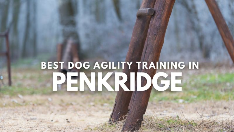 Best Dog Agility Training in Penkridge