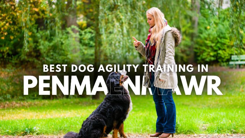 Best Dog Agility Training in Penmaenmawr