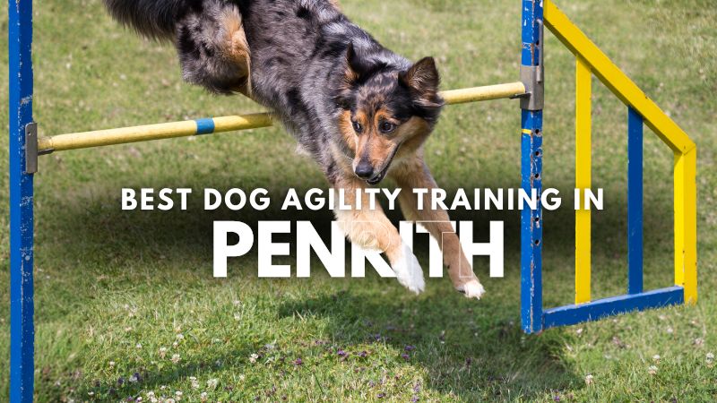 Best Dog Agility Training in Penrith