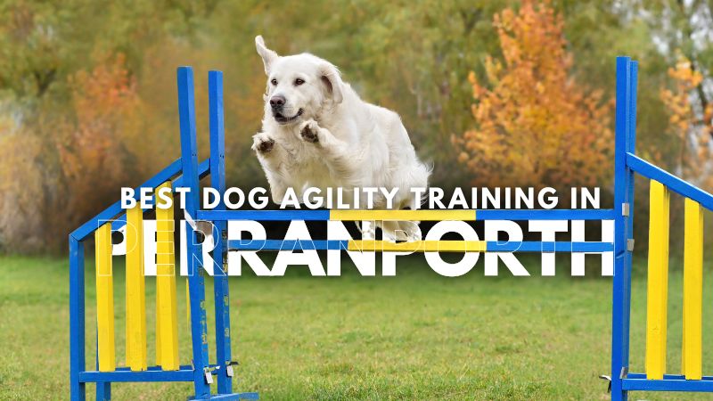 Best Dog Agility Training in Perranporth