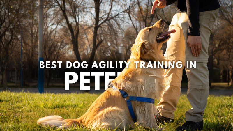 Best Dog Agility Training in Peterlee