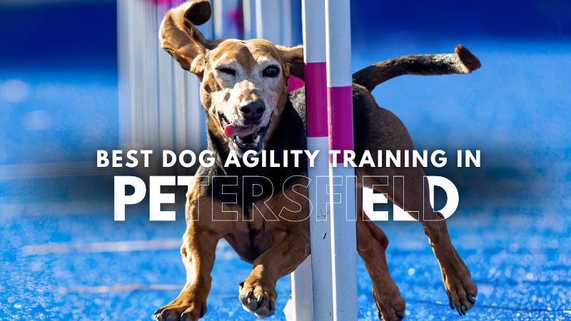 Best Dog Agility Training in Petersfield