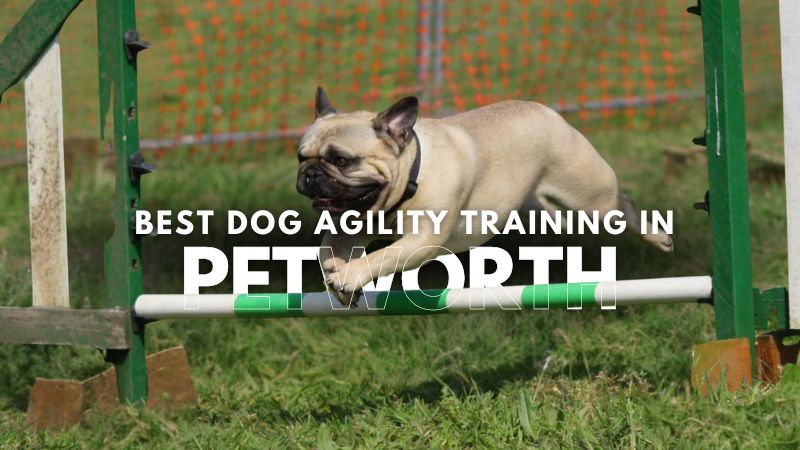 Best Dog Agility Training in Petworth