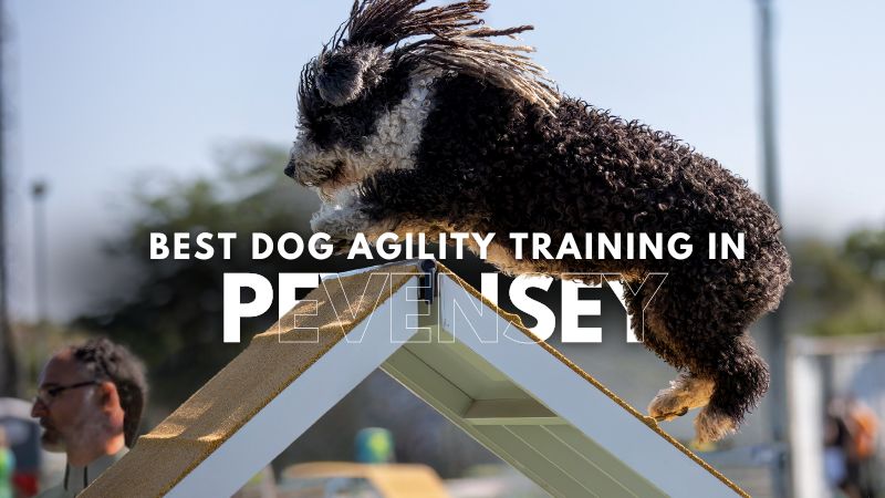 Best Dog Agility Training in Pevensey