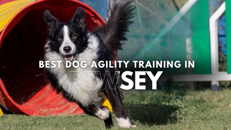 Best Dog Agility Training in Pewsey
