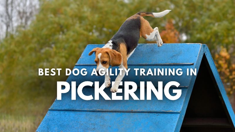 Best Dog Agility Training in Pickering