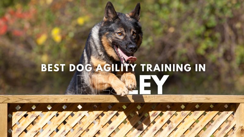 Best Dog Agility Training in Pilsley