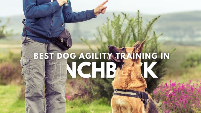 Best Dog Agility Training in Pinchbeck