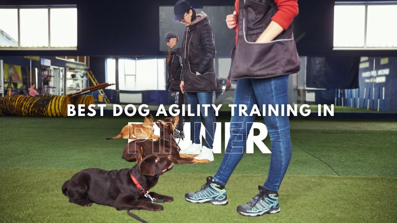 Best Dog Agility Training in Pinner