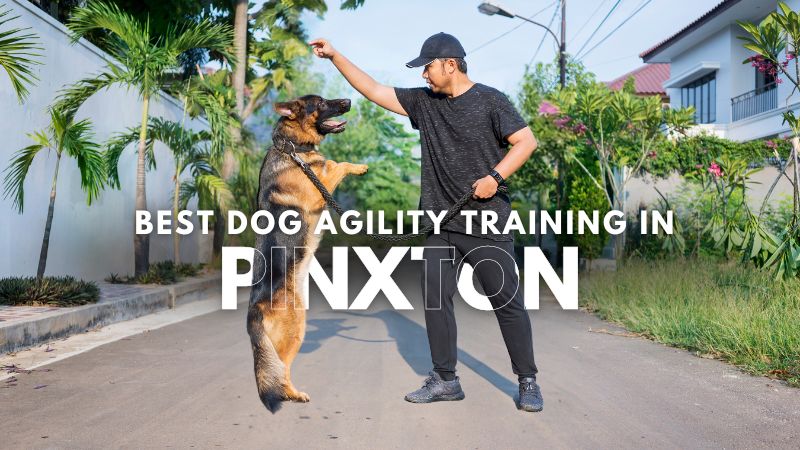 Best Dog Agility Training in Pinxton