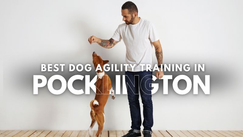 Best Dog Agility Training in Pocklington